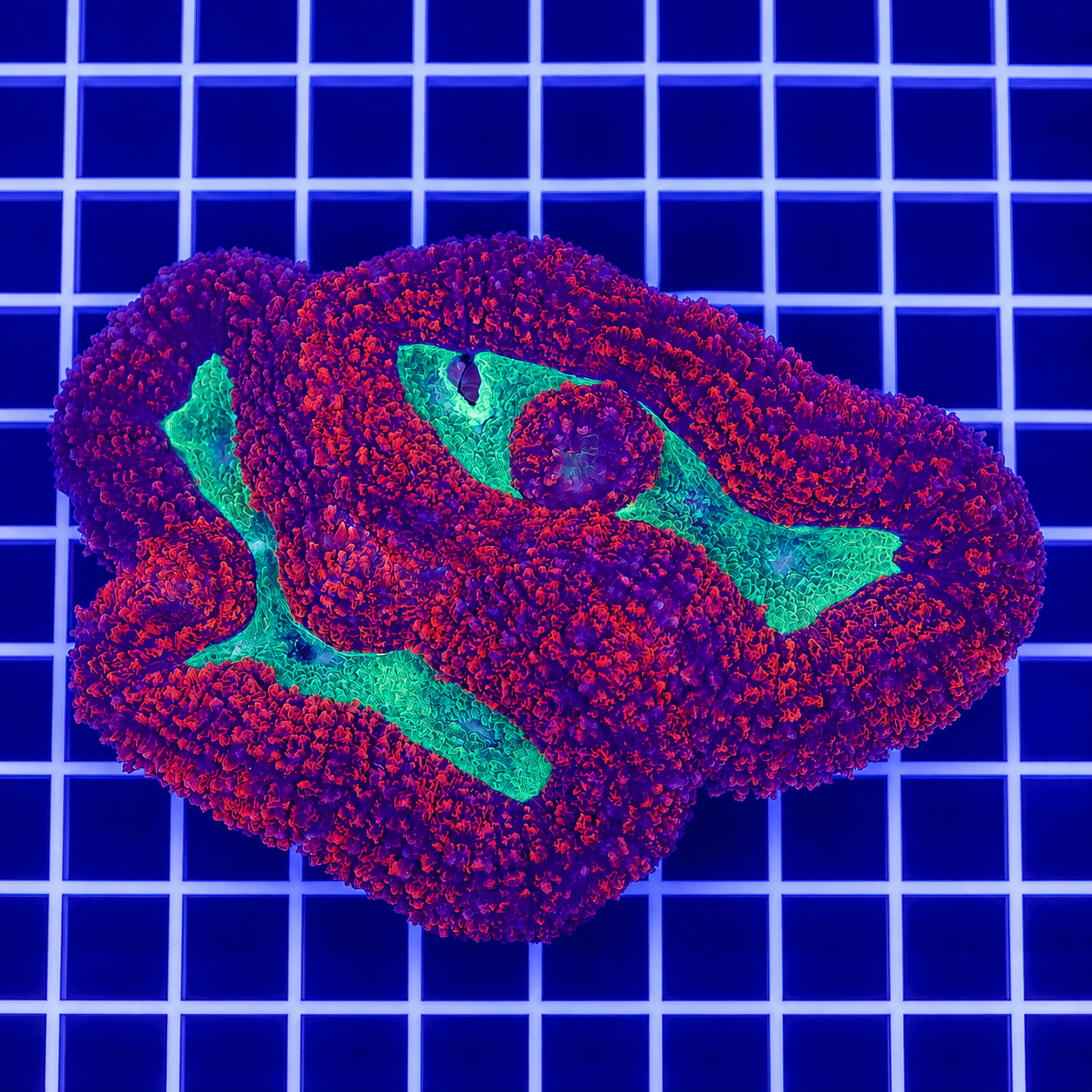 Lobophyllia Coral 4" WYSIWYG