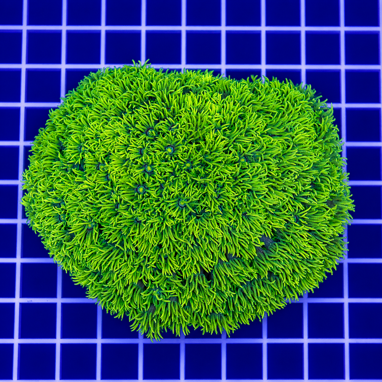 Flower Pot Coral, Metallic Green 4" WYSIWYG