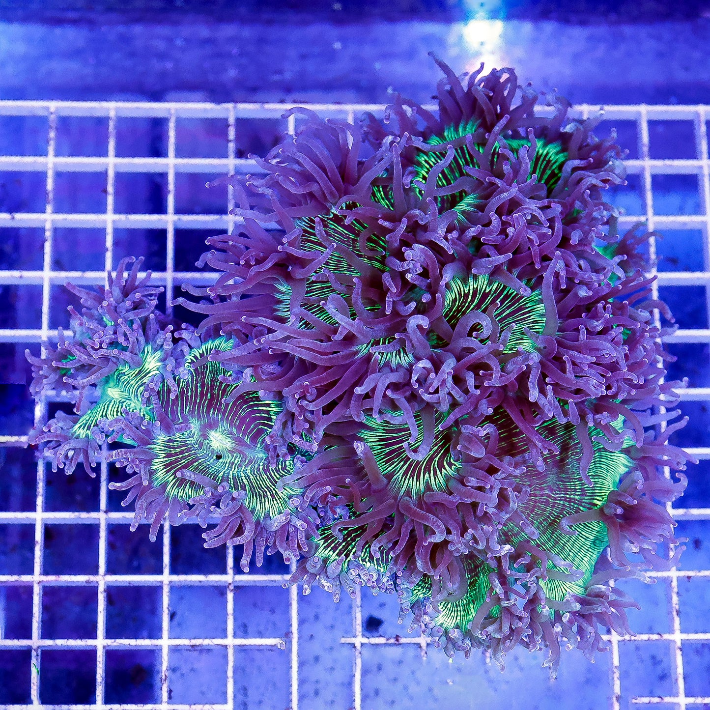 Elegance Coral 5" WYSIWYG