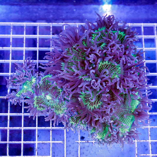Elegance Coral 5" WYSIWYG