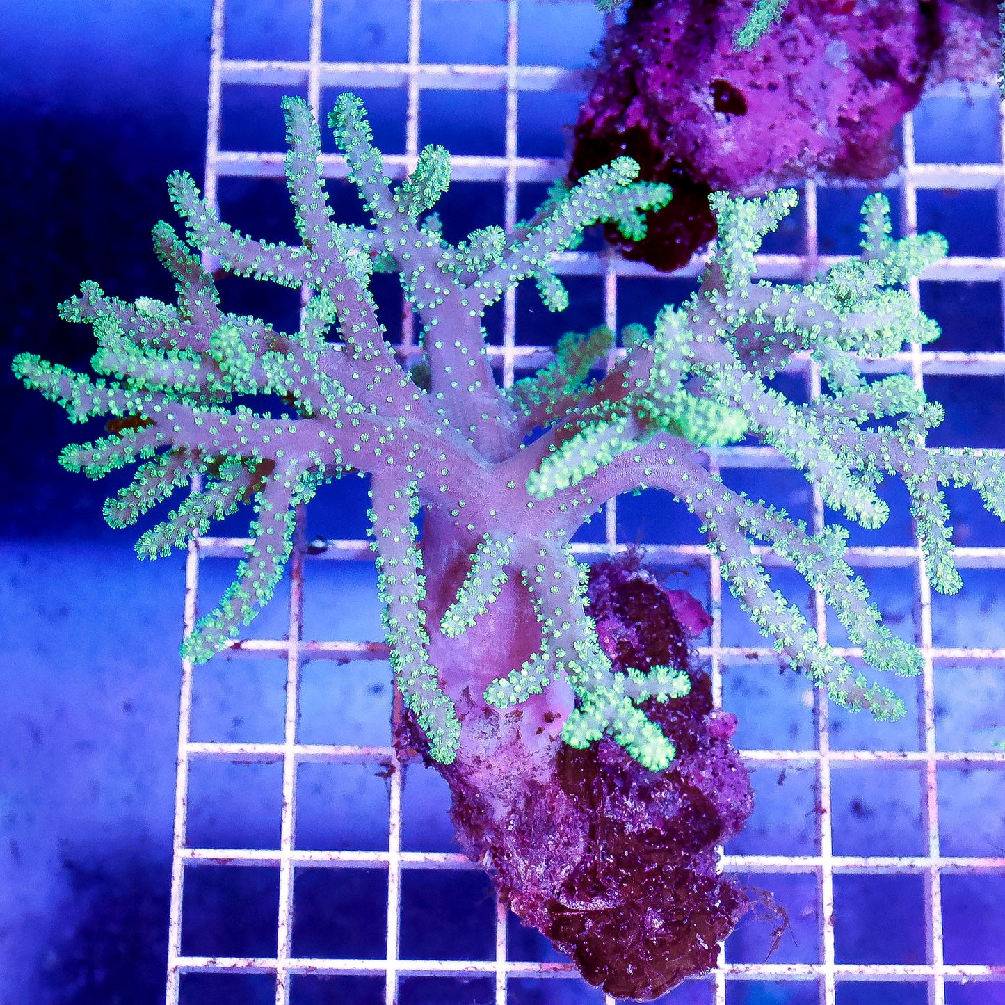 Green Spaghetti Finger Leather Coral 4.5" WYSIWYG