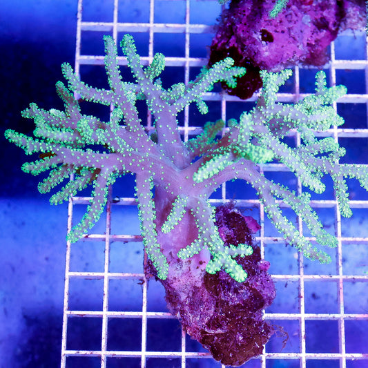 Green Spaghetti Finger Leather Coral 4.5" WYSIWYG