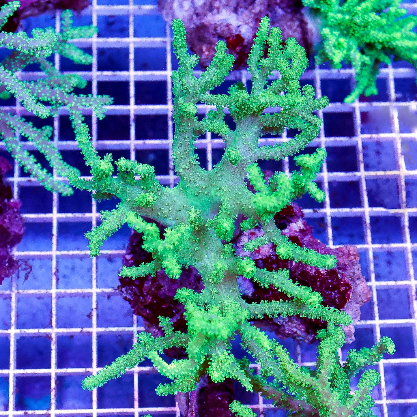 Green Spaghetti Finger Leather Coral 5" WYSIWYG