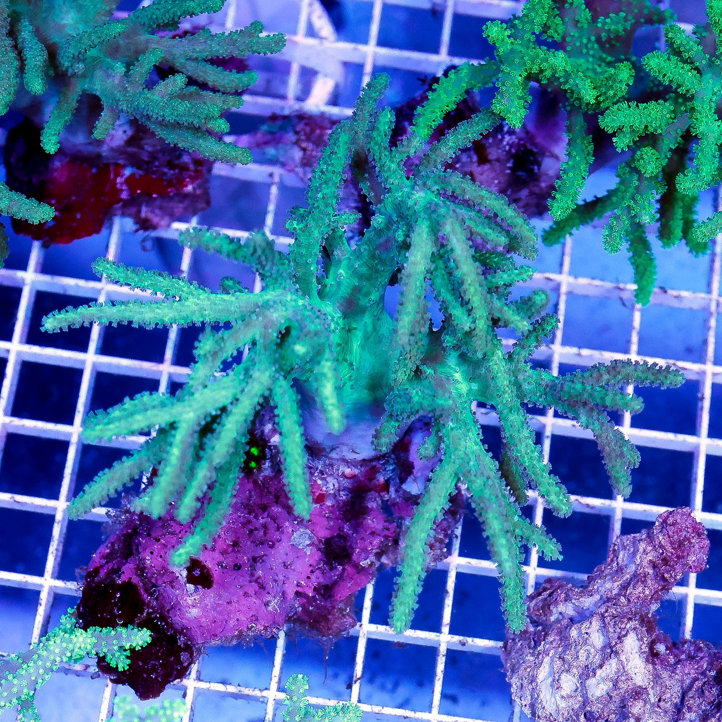 Green Spaghetti Finger Leather Coral 4.5" WYSIWYG