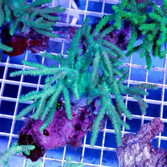 Green Spaghetti Finger Leather Coral 4.5" WYSIWYG