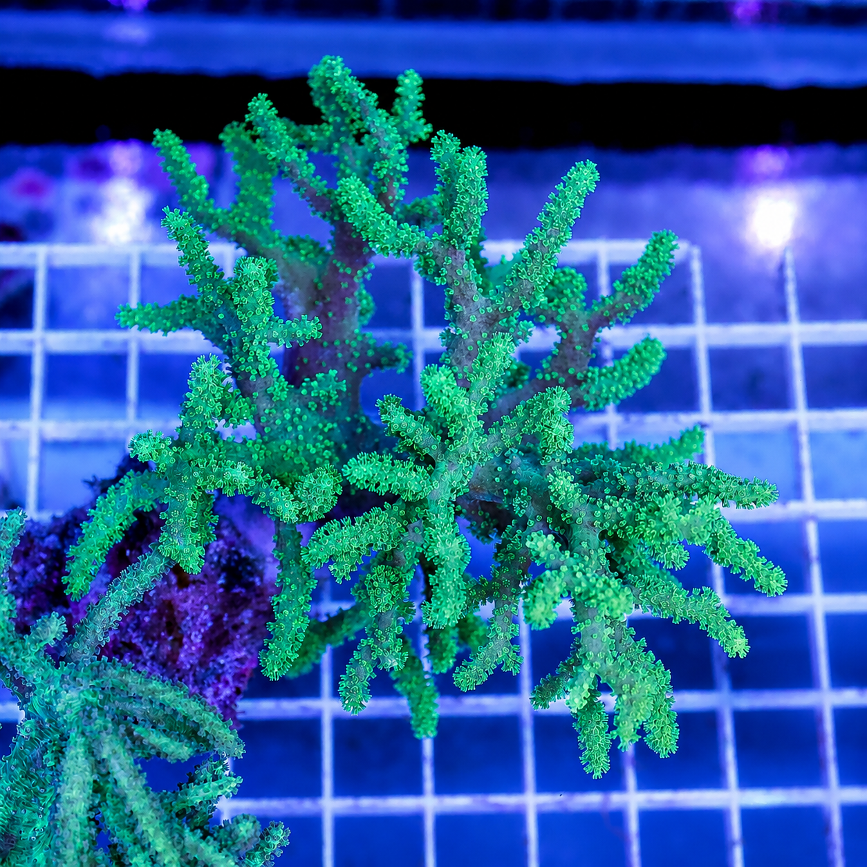 Green Spaghetti Finger Leather Coral 4" WYSIWYG