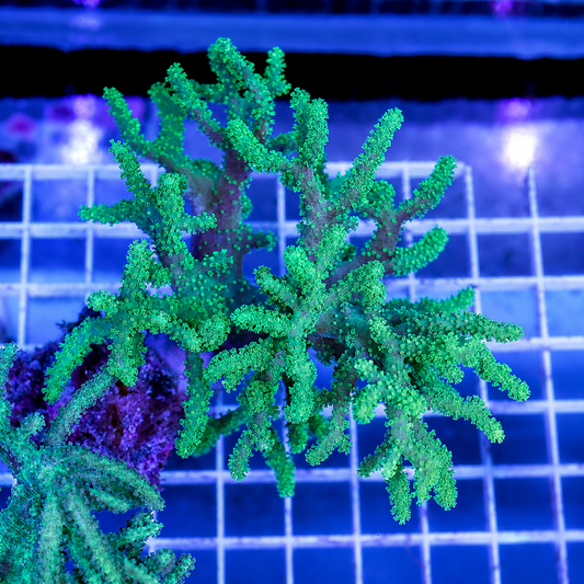 Green Spaghetti Finger Leather Coral 4" WYSIWYG