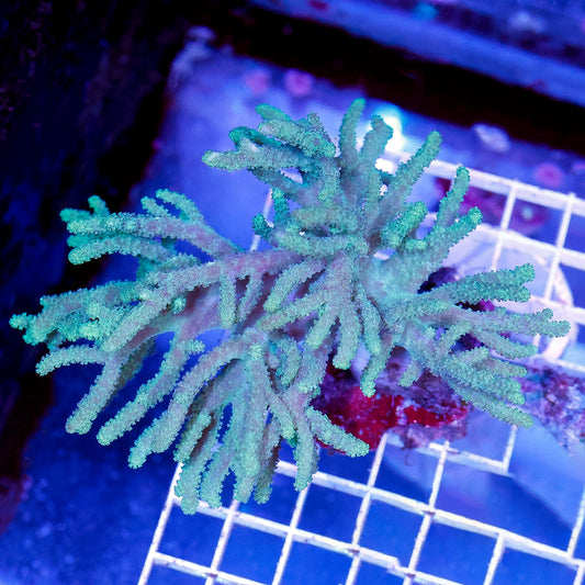 Green Spaghetti Finger Leather Coral 4" WYSIWYG