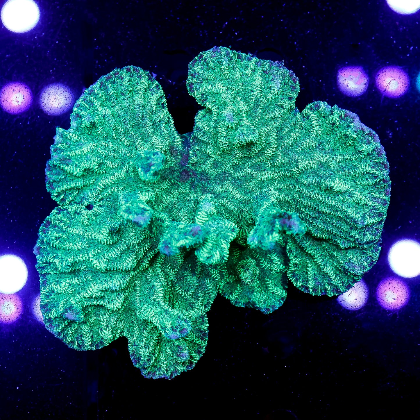 Merulina Coral 3.5" WYSIWYG