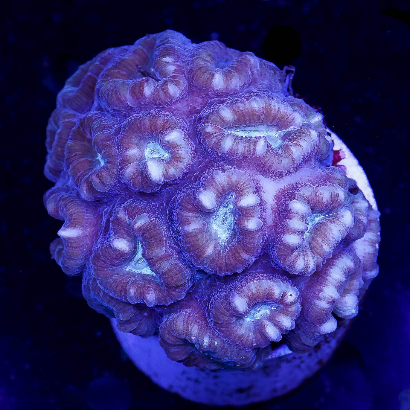 Big Pipe Trumpet Coral 2.75" WYSIWYG