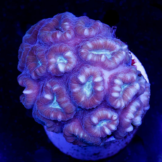 Big Pipe Trumpet Coral 2.75" WYSIWYG