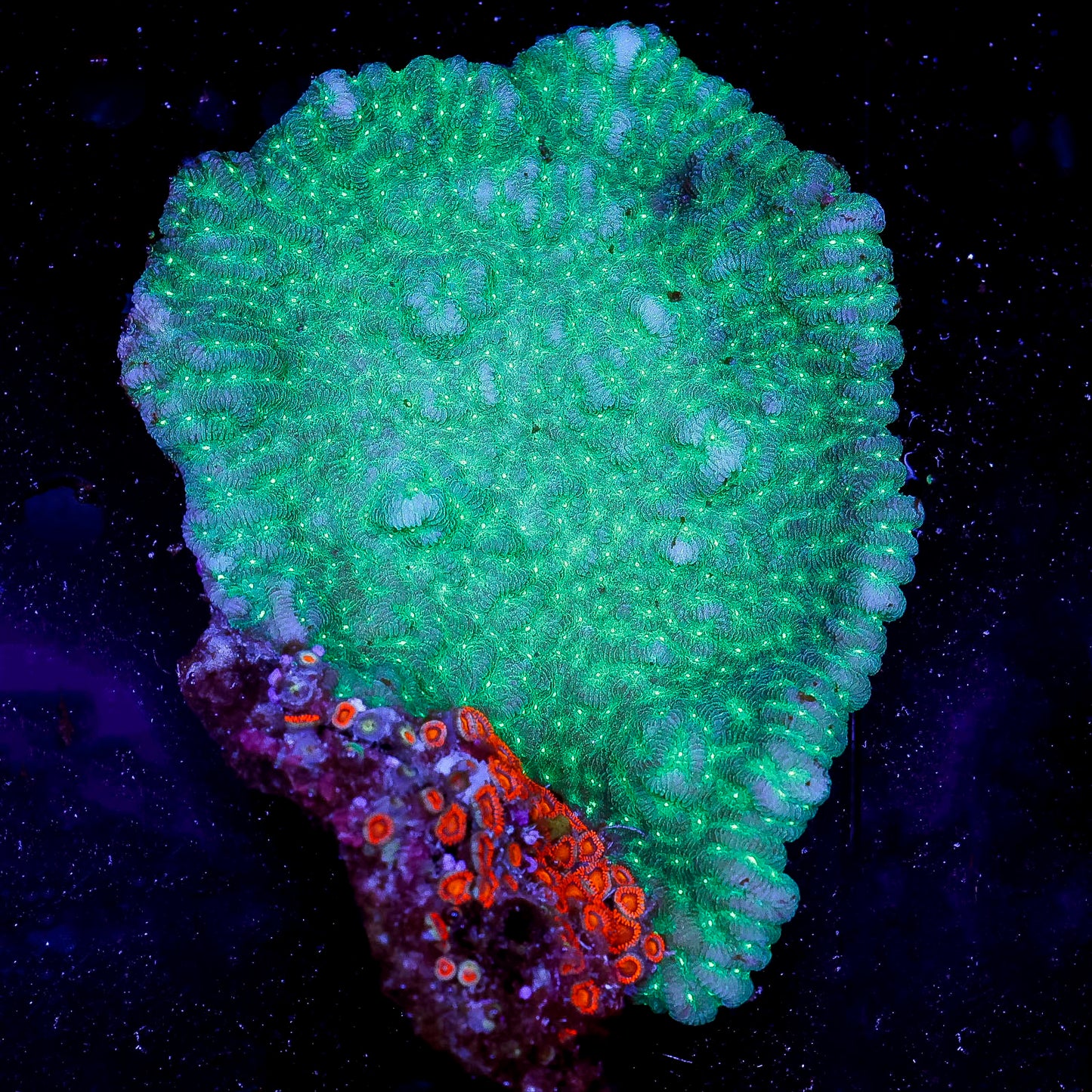 Merulina Coral 4.5" WYSIWYG