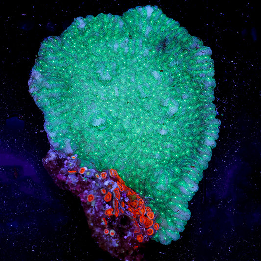Merulina Coral 4.5" WYSIWYG