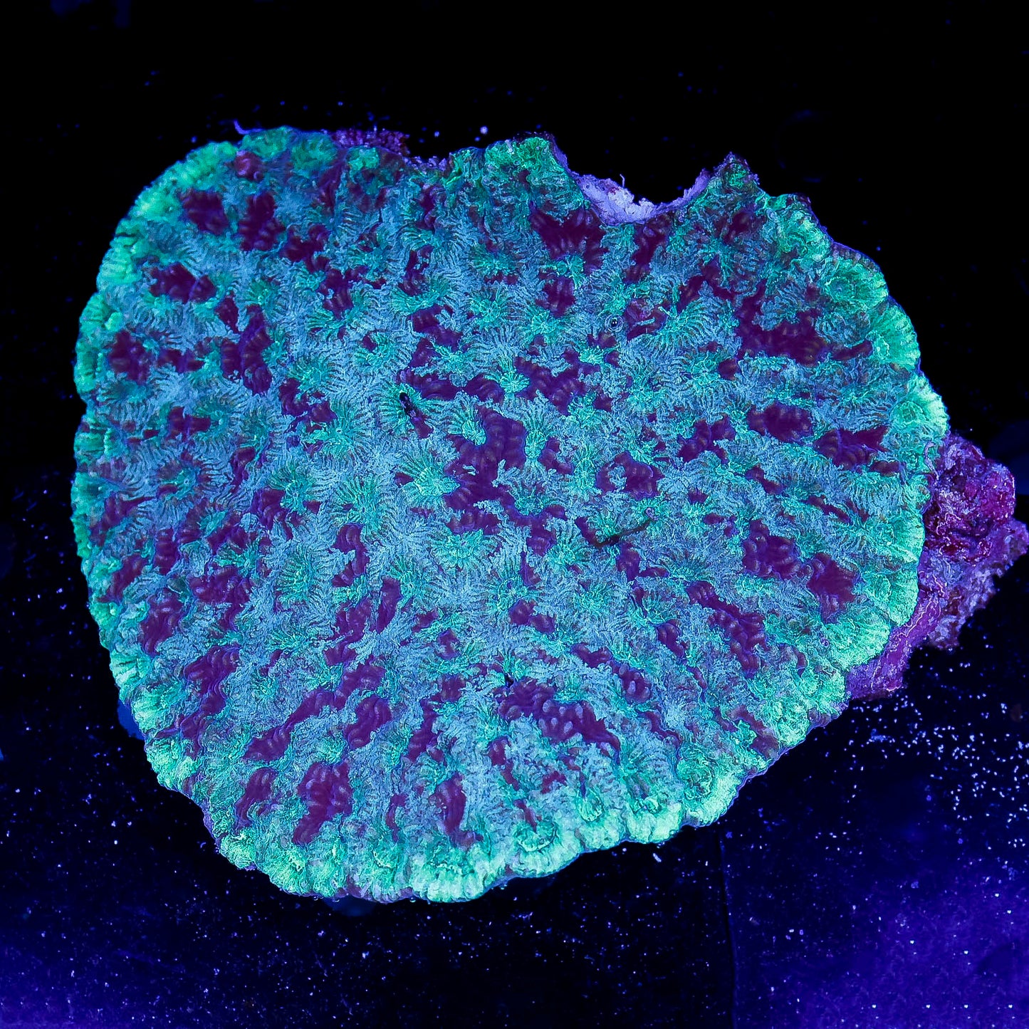 Brain Coral, Green/Purple 4" WYSIWYG