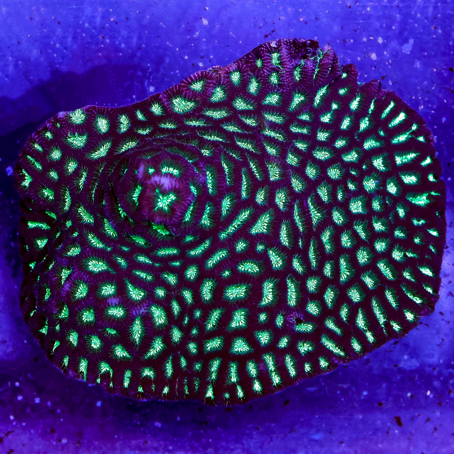 Favites Brain Coral 3.5" WYSIWYG