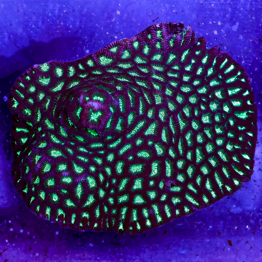 Favites Brain Coral 3.5" WYSIWYG