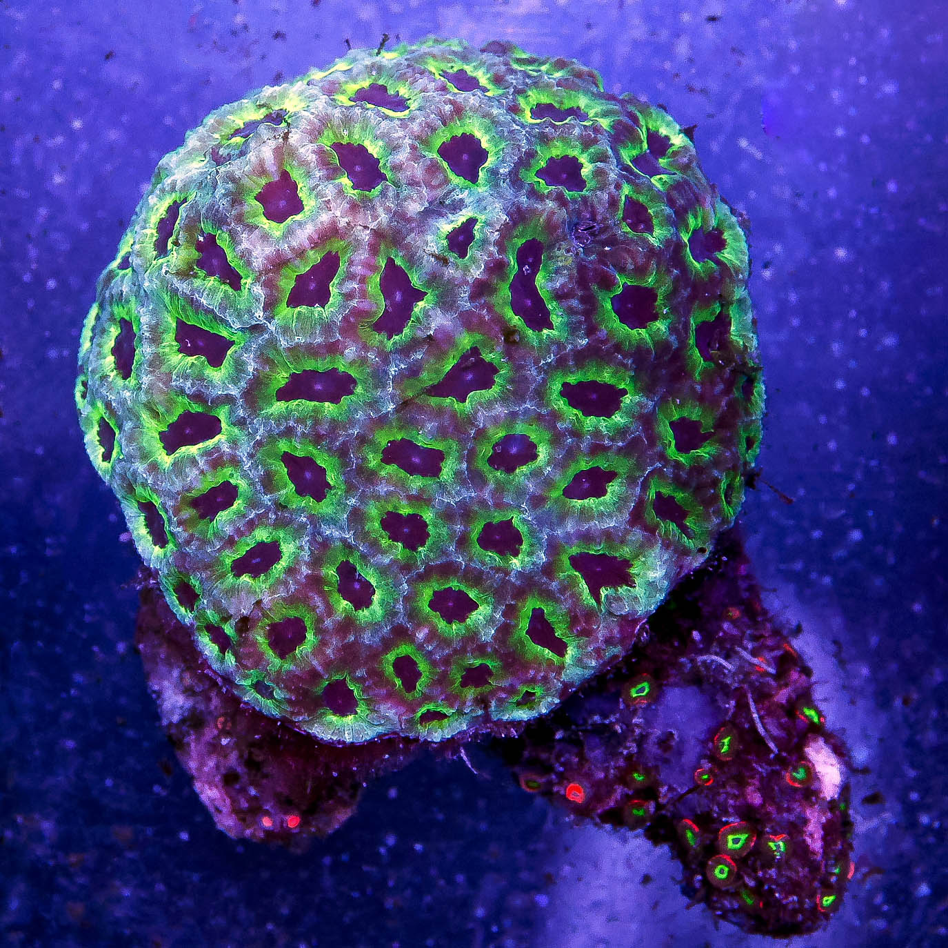 Favites Brain Coral 2.75" WYSIWYG