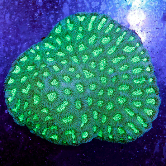 Brain Coral, Green 4" WYSIWYG