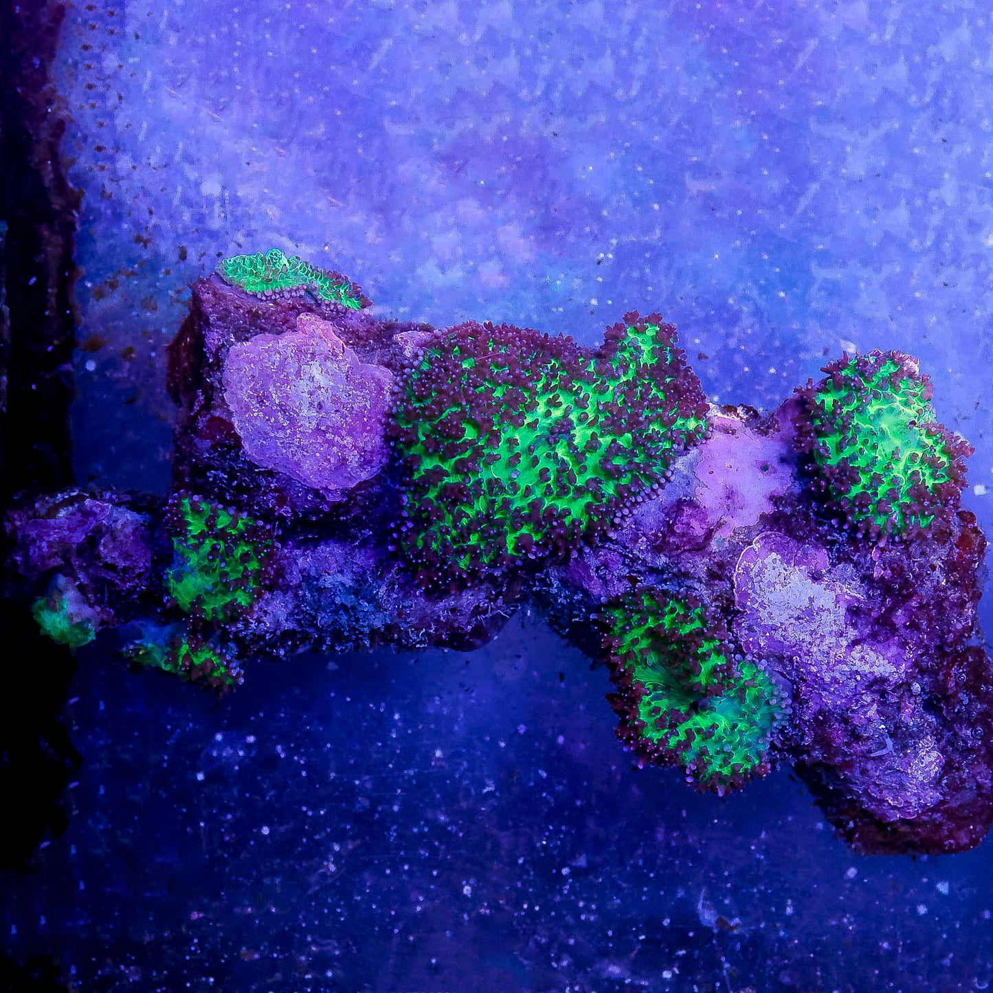 Lavender Mushroom Coral 3.5" WYSIWYG