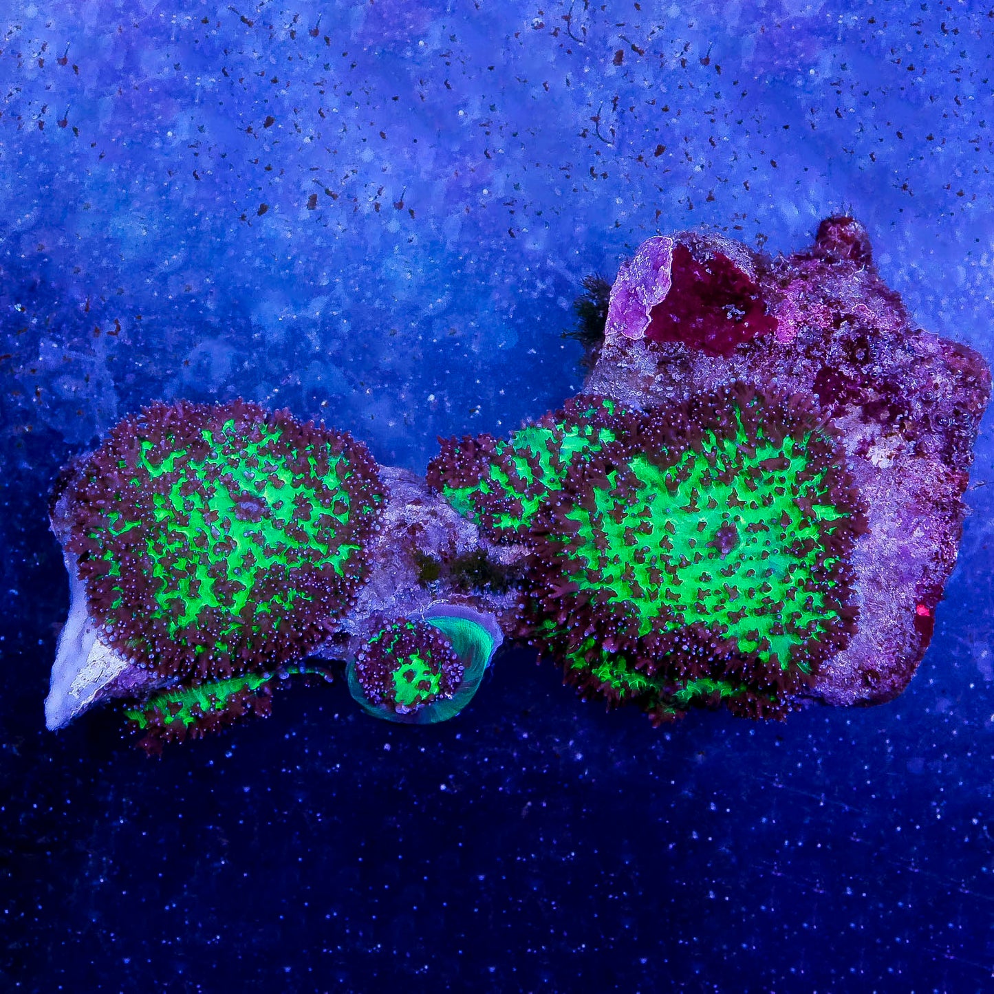 Lavender Mushroom Coral 2.5" WYSIWYG