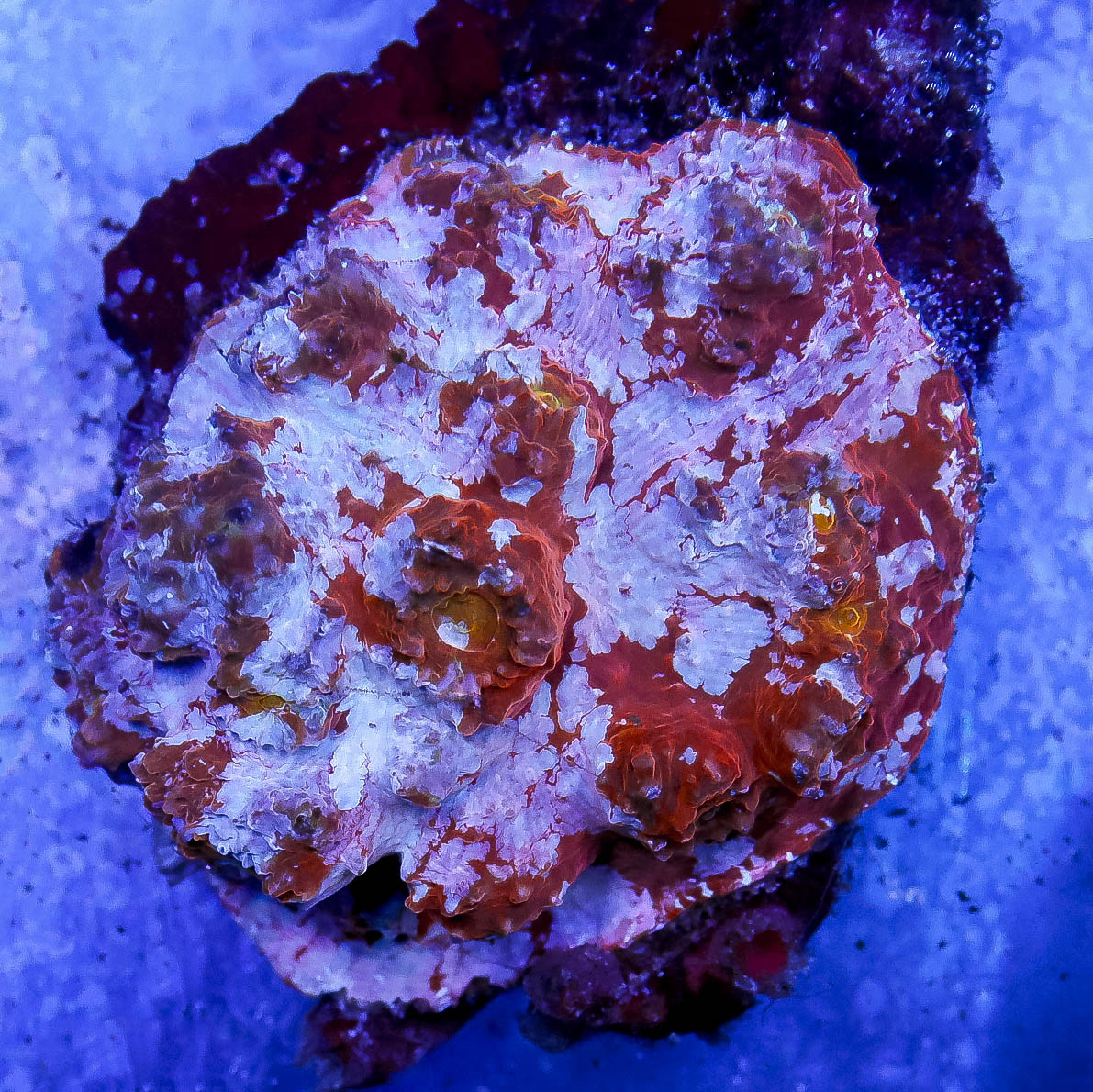 Chalice Coral 2.5" WYSIWYG