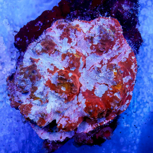 Chalice Coral 2.5" WYSIWYG