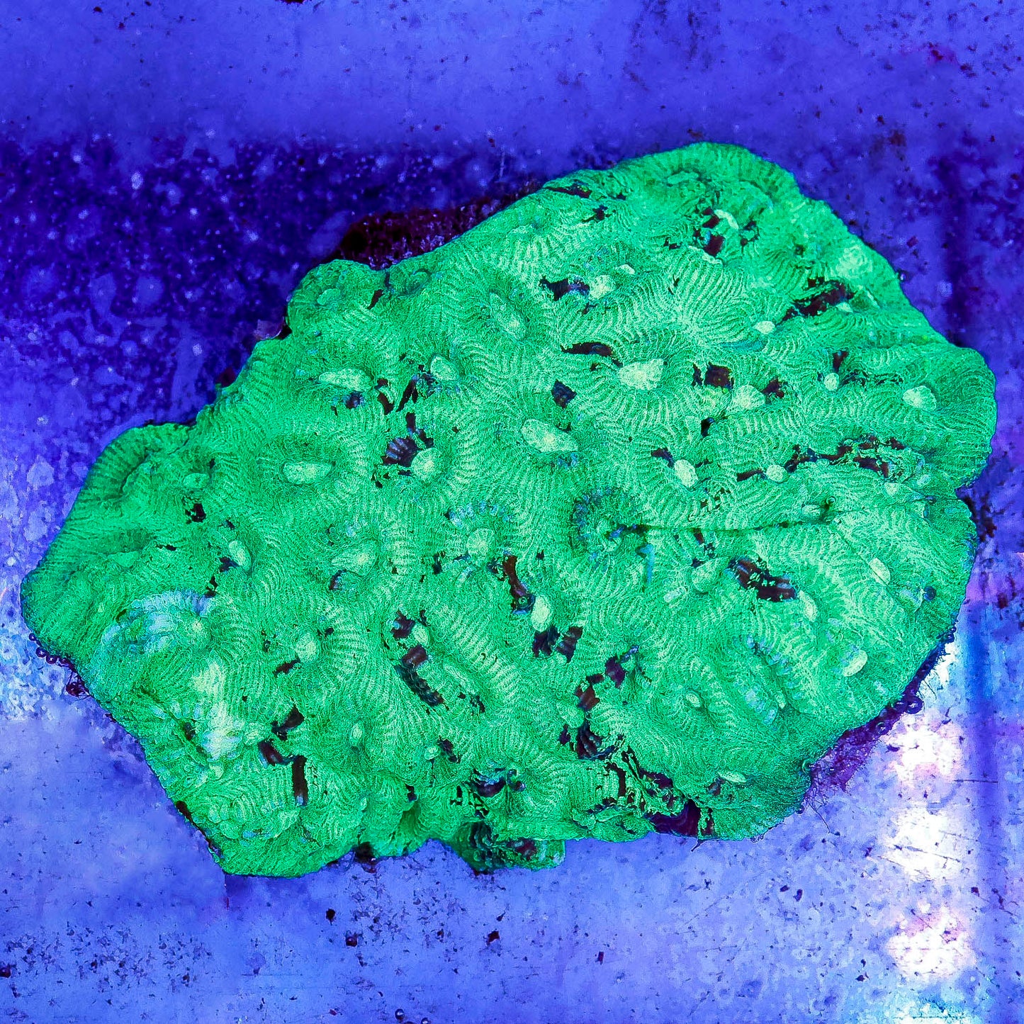 Brain Coral, Green 4" WYSIWYG