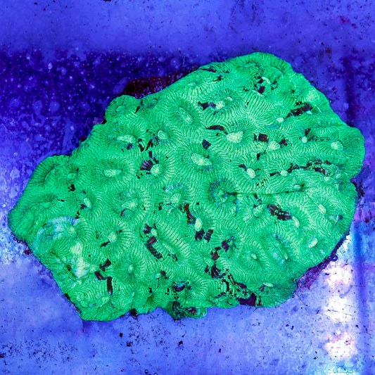 Brain Coral, Green 4" WYSIWYG