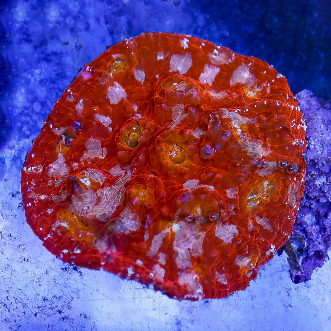 Chalice Coral 2.5" WYSIWYG