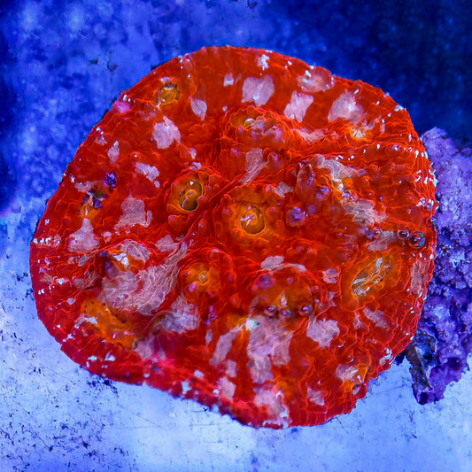 Chalice Coral 2.5" WYSIWYG