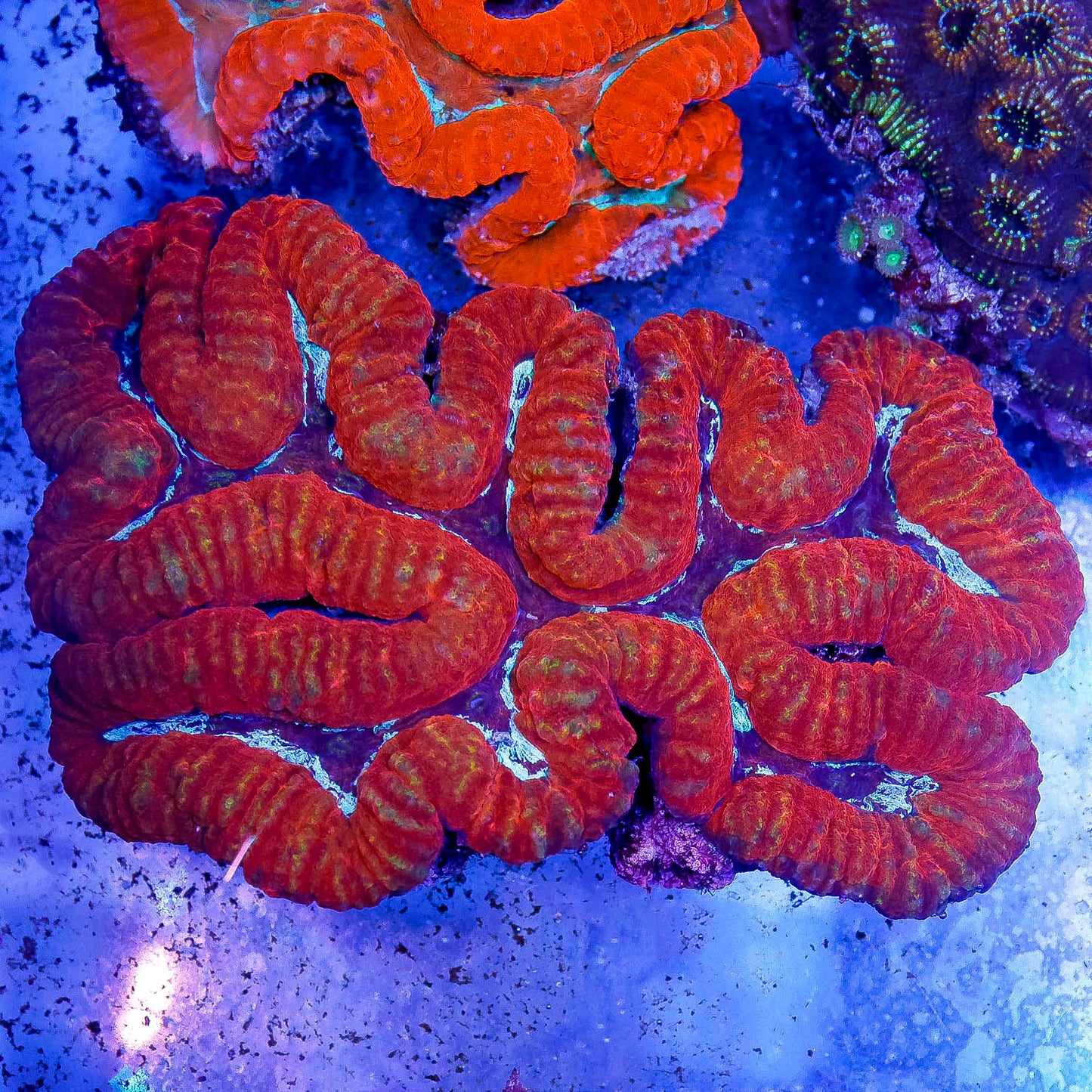 Lobophyllia Coral 5.5" WYSIWYG