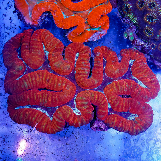 Lobophyllia Coral 5.5" WYSIWYG