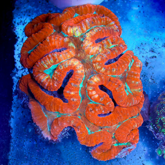 Lobophyllia Coral 5.5" WYSIWYG