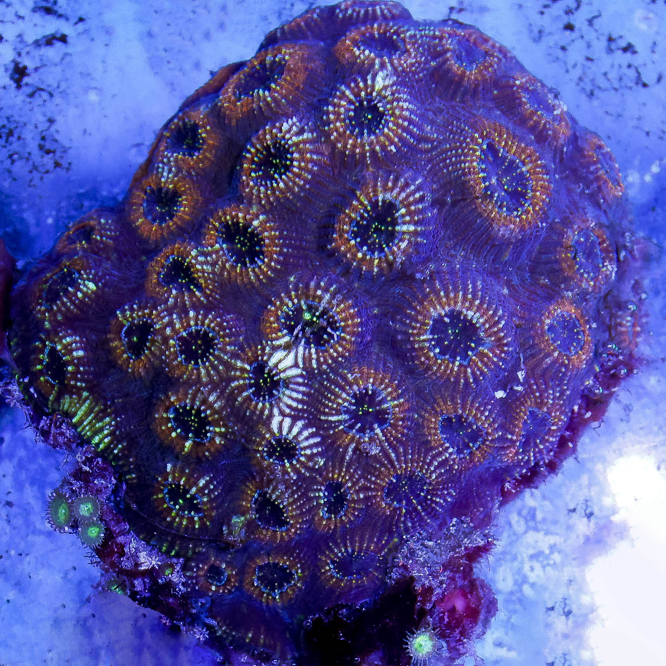 Acan Brain Coral 5" WYSIWYG