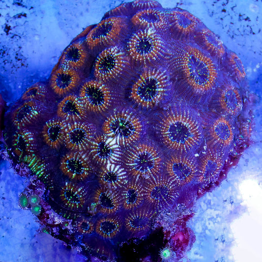 Acan Brain Coral 5" WYSIWYG