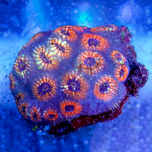 Acan Brain Coral 3" WYSIWYG