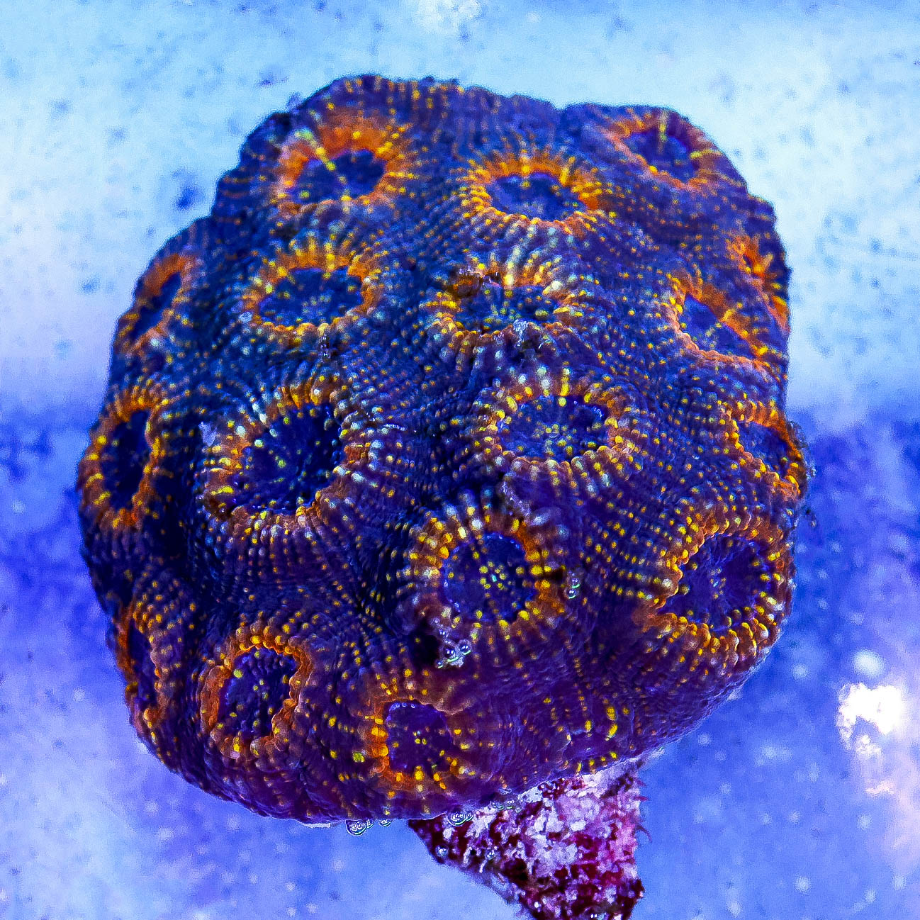 Acan Brain Coral 3" WYSIWYG