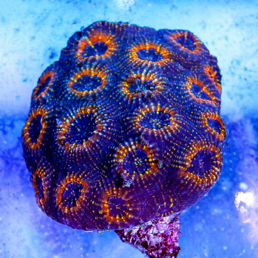 Acan Brain Coral 3" WYSIWYG