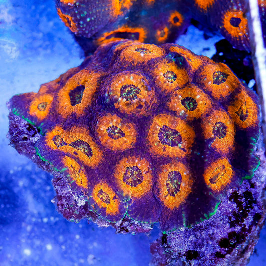 Acan Brain Coral 3.5" WYSIWYG