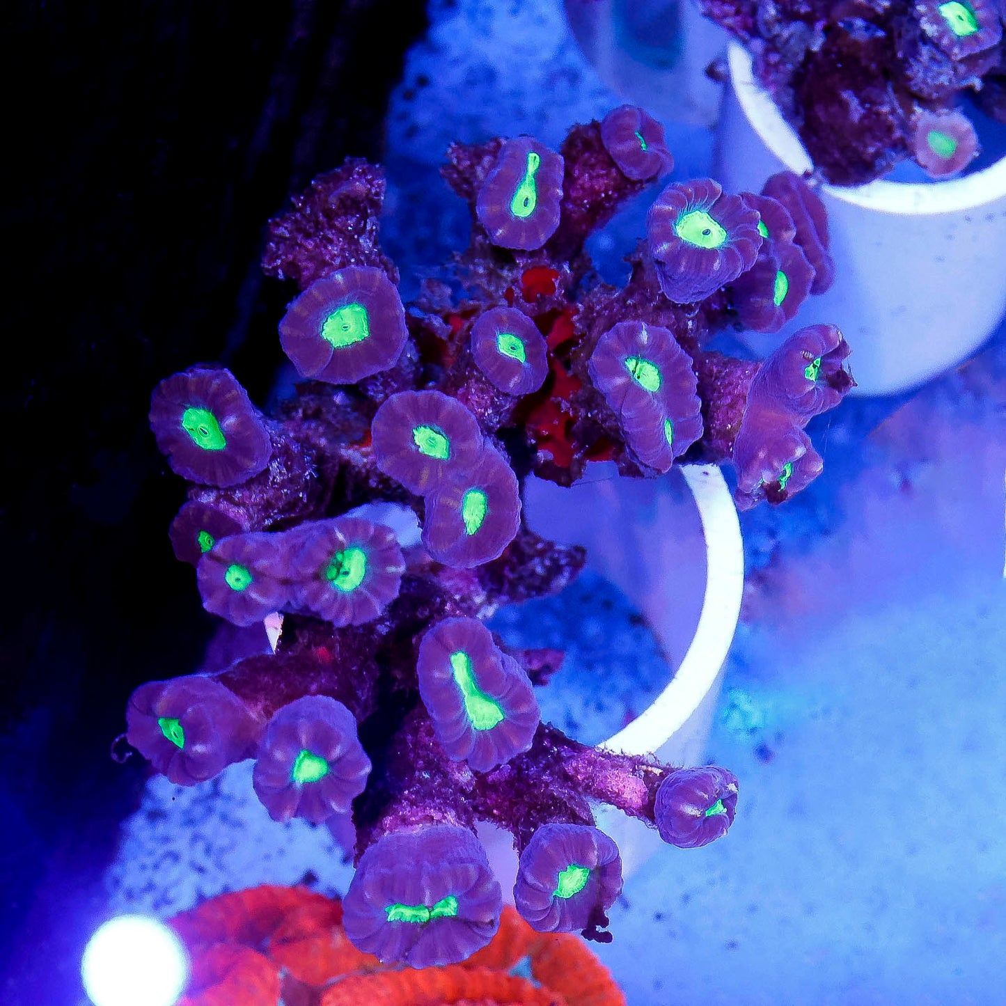 Candy Cane Coral 3" WYSIWYG