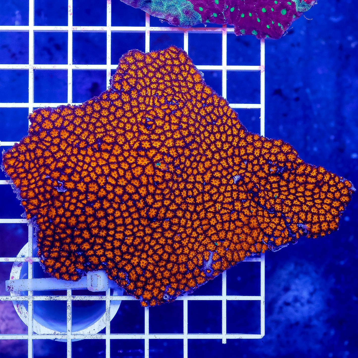 Orange Eye Leptastrea Coral 4.5" WYSIWYG