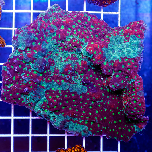 Red and Green War Coral 4.5" WYSIWYG