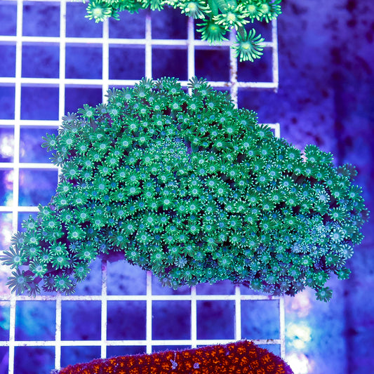 Alveopora Coral 4" WYSIWYG