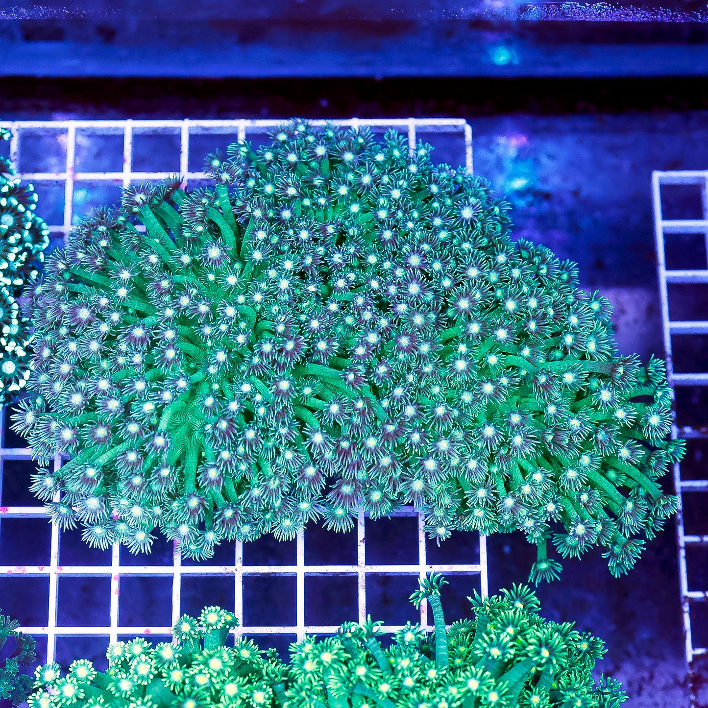 Flower Pot Coral, Metallic Green 5.5" WYSIWYG