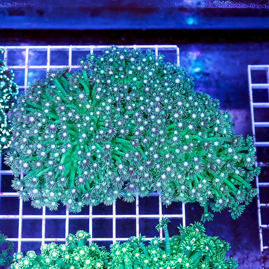 Flower Pot Coral, Metallic Green 5.5" WYSIWYG