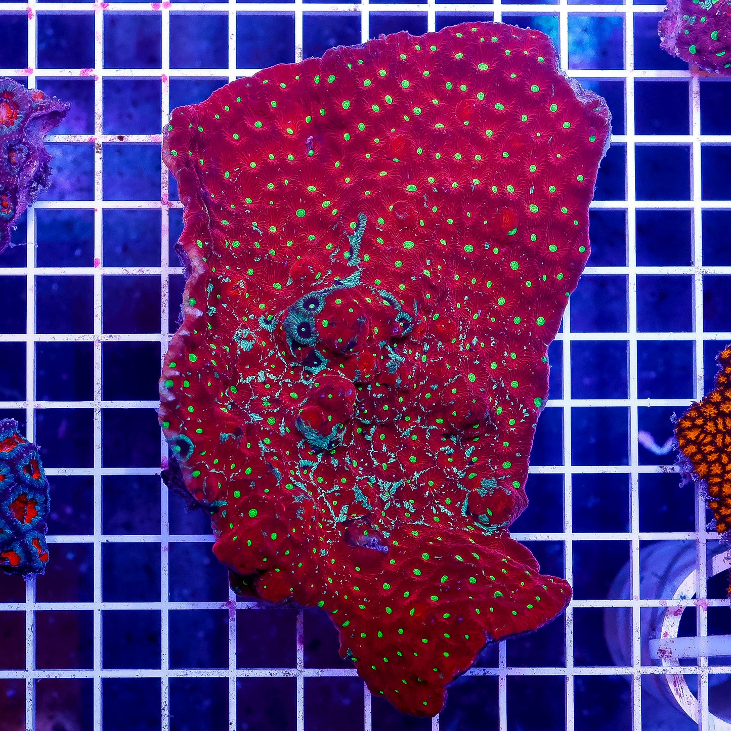 Red and Green War Coral 5.25" WYSIWYG