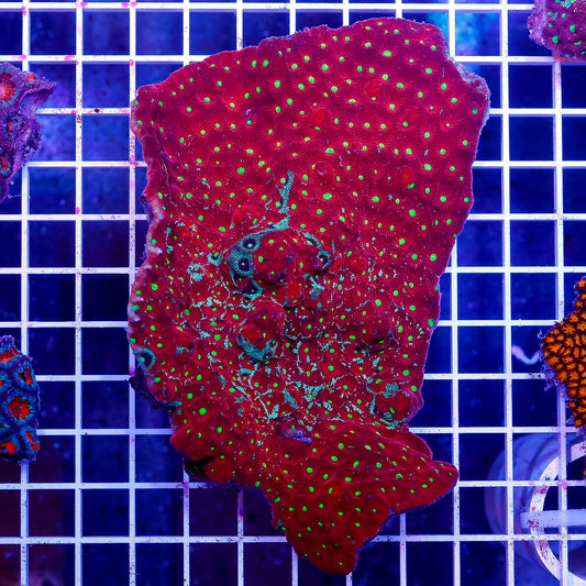 Red and Green War Coral 5.25" WYSIWYG