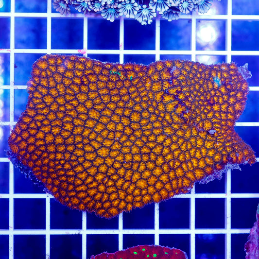 Orange Eye Leptastrea Coral 3.25" WYSIWYG