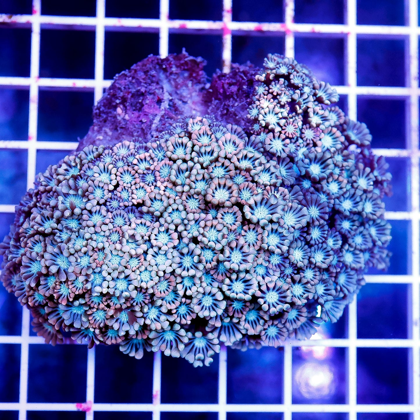 Alveopora Coral 3" WYSIWYG