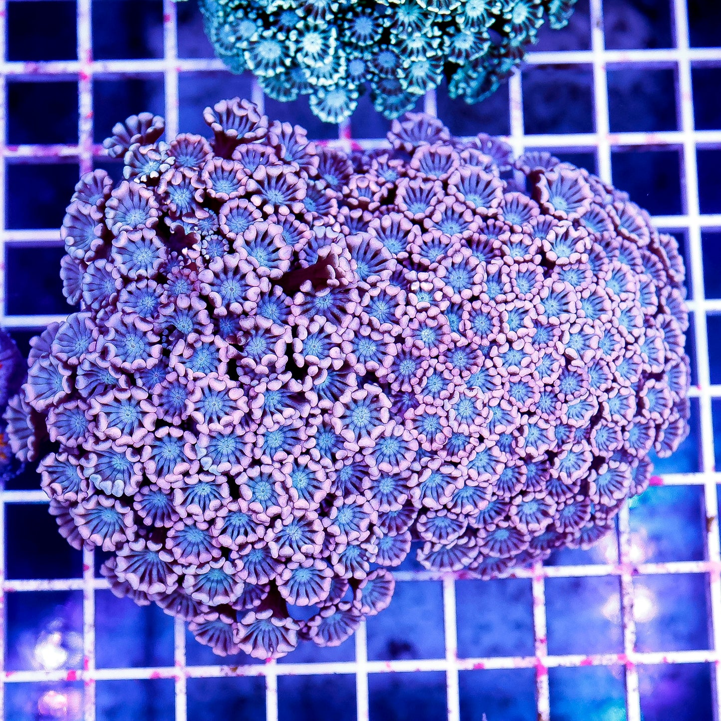 Alveopora Coral 3.5" WYSIWYG